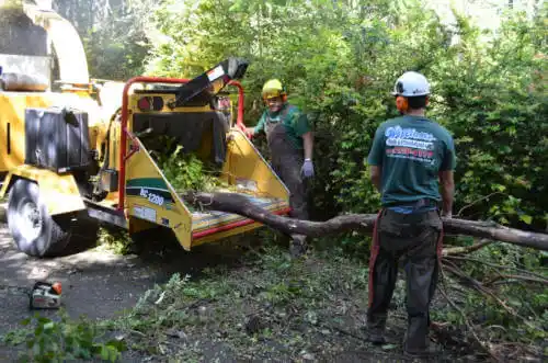 tree services Hot Sulphur Springs